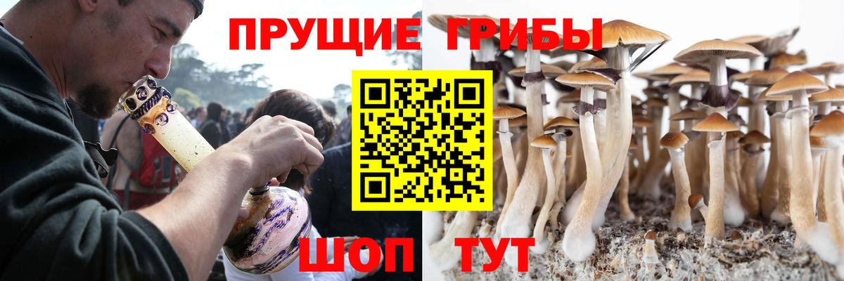 Ярославль  Галлюциногенные грибы GOLDEN TEACHER  где найти наркотики  Вход с VPN  Псилоцибиновые грибы Psilocybe 